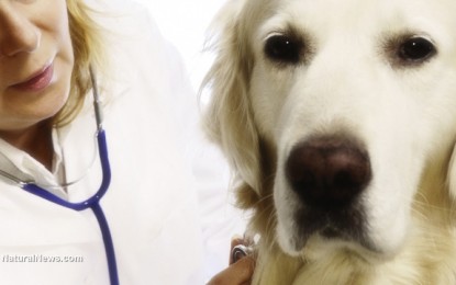 Homeopathic vet exposes dog deaths related to Pfizer drug… Now his website is under attack