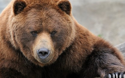 Creationists cheer findings in bear genome sequencing project