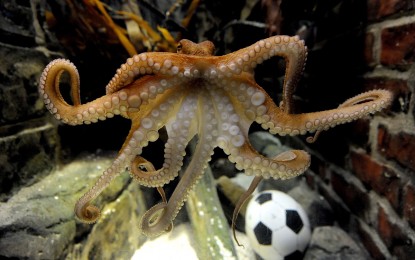 Have Octopuses outsmarted Darwin?