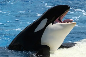 Killer whale (Orca whale) with his mouth wide open and his tongue out and ready to catch some fish.
