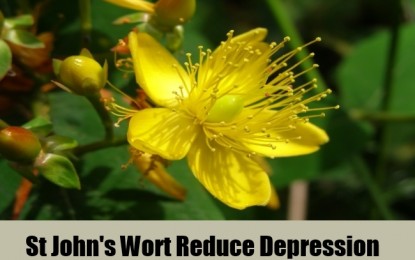 How St. John’s wort helps relieve depression