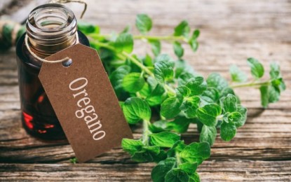 Protect yourself properly this cold season with oregano oil, plus 6 other natural remedies