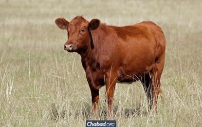 Red Heifer Discovered! – Major Obstacle To The Rebuilding Of The Jewish Temple Removed