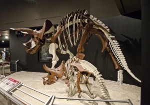 A Triceratops horridus adult and a juvenile of the same species, at the Museum of the Rockies in Bozeman, Mont.
