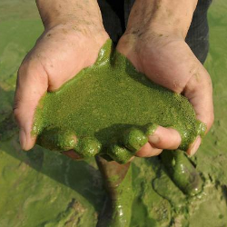 Toxic Water from Lake Erie