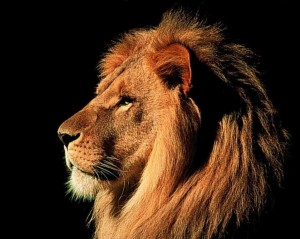 Representing Almighty - Lion