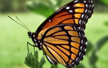 52 Congress Members Sign Letter Warning of GMOs Killing Monarch Butterflies
