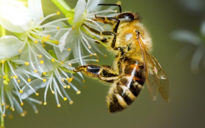 Honeybees Dying, Situation ‘Unheard Of’