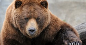 Creationists cheer findings in bear