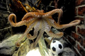 Paul the octopus  swims in his tank  at Sea Life Aquarium in Oberhausen, Germany Friday June 25, 2010. The  2-year-old octopus oracle -  born in England, but raised in Germany - has predicted a German win over England in Sunday's World Cup game. The mollusk  chose a mussel out of a water glass marked with the German flag over a mussel in a glass with the English St. George's Cross, said Tanja Munzig, a spokeswoman for the Sea Life Aquarium in the western city of Oberhausen, on Friday.  Paul has proven to be a reliable oracle in the past - he predicted Germany's win over Australia and Ghana and its loss to Serbia.  (AP Photo/ddp/Volker Hartmann)