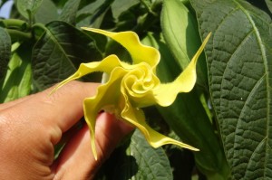 Toxic Angel’s Trumpet Flower. Also known as Brugmansia, angel star, tree datura, datura, trumpet flower, and horn of plenty, Brugmansia are large shrubs or small trees.