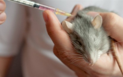 Scientists implant human brain cells in mice