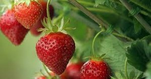 Strawberries can reduce