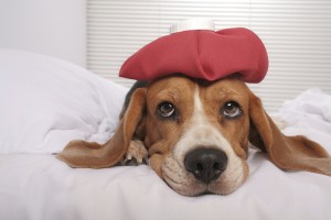 Cute beagle dog in bed with ice pack on her head