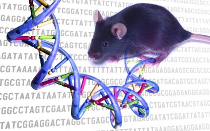 Genetic researchers reverse wrinkles, gray hair and balding in mice, called ‘unprecedented’