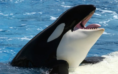Mother Killer Whale Exposes Abortionists as Twisted and Inhuman