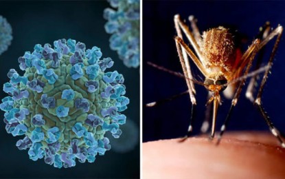 West Nile virus: Dozens killed in deadly Europe outbreak as fears grow over US cases