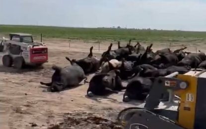 10,000 Head of Kansas Feedlot Cattle Reportedly Dead